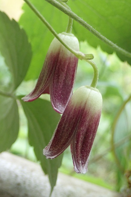 ハンショウヅル 半鐘蔓 里山の四季