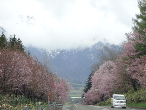 富良野  東大樹木園の方から行ってきました！_d0200811_21472971.jpeg