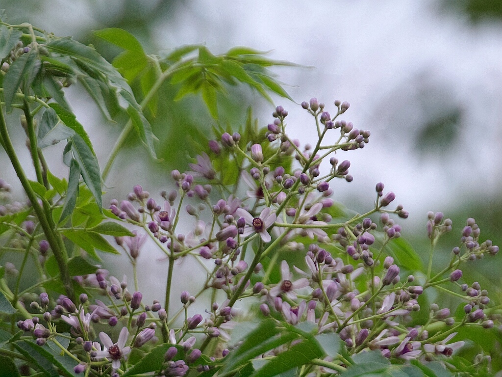 e0364711_21594649.jpg