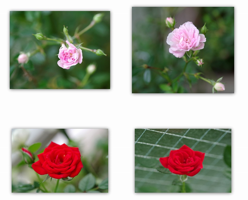 京成バラ園の薔薇と 我が家のミニバラ 花ありて 日々 京成バラ園の薔薇と 我が家のミニバラ 花ありて 日々