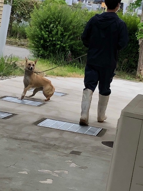 5/21センターレポート　譲渡管理室12頭・別室4頭_f0078320_01583783.jpg