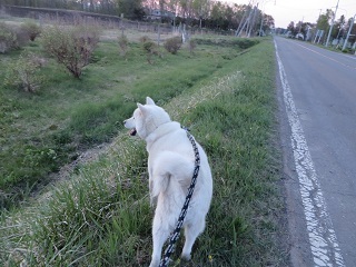 犬の散歩で振り回される_b0405523_08452611.jpg