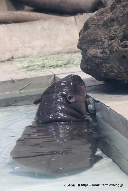 ニフレルのミニカバの赤ちゃん タムタムちゃん 生後７８日目 とフルフルママのいたずら こらくふぁーむ