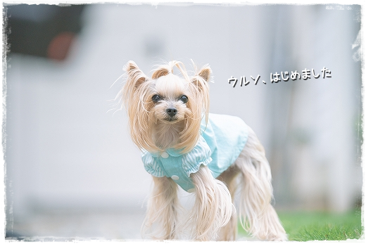 d0179828_14194400.png