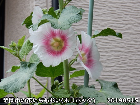 e0033229_1804388.jpg