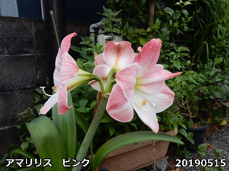 e0033229_1821963.jpg