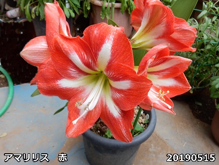 e0033229_183250.jpg