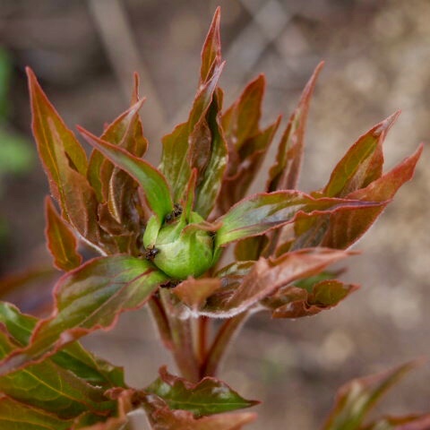 a0329935_14105385.jpeg