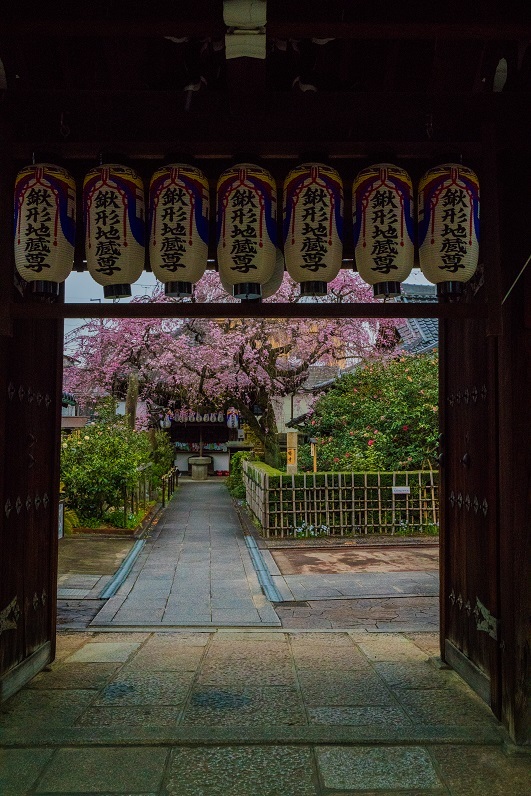 2019京都桜~地蔵院の枝垂れ桜_e0363038_13473946.jpg