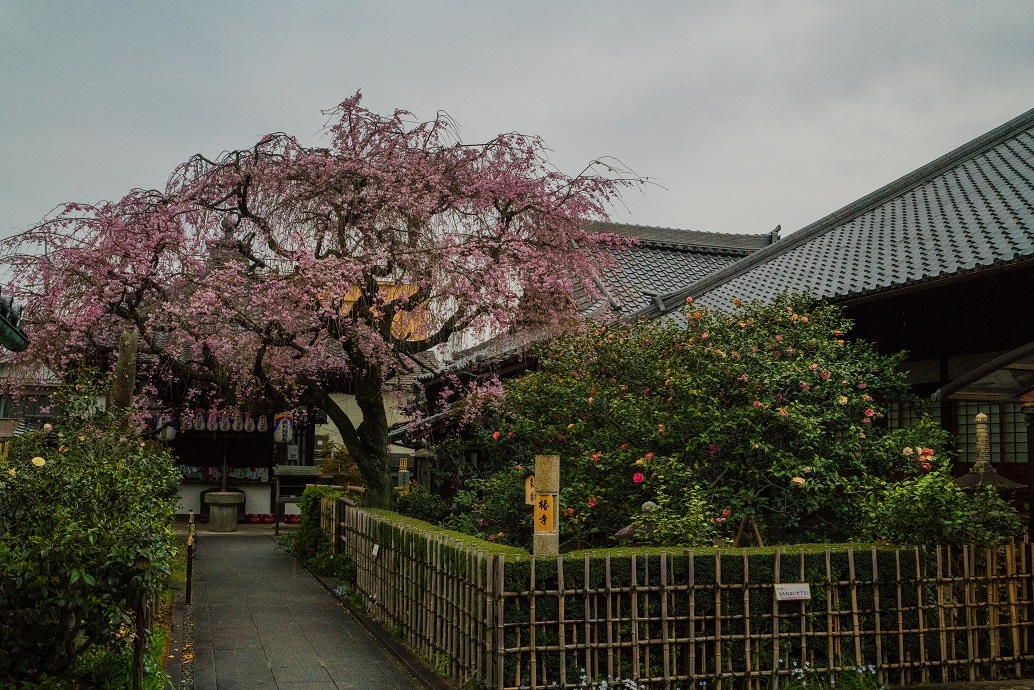 2019京都桜~地蔵院の枝垂れ桜_e0363038_13474311.jpg