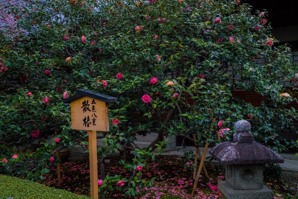 2019京都桜~地蔵院の枝垂れ桜_e0363038_13474625.jpg