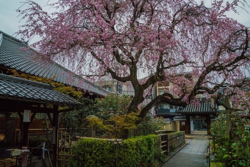 2019京都桜~地蔵院の枝垂れ桜_e0363038_13475008.jpg
