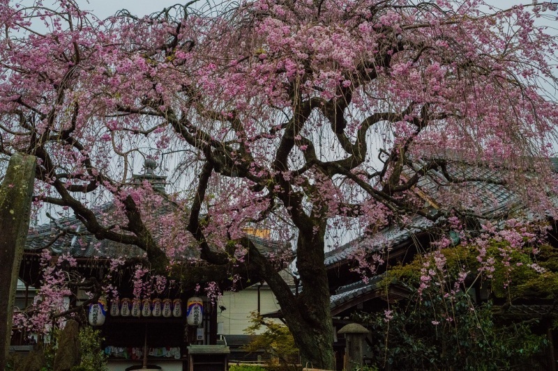 2019京都桜~地蔵院の枝垂れ桜_e0363038_13475687.jpg