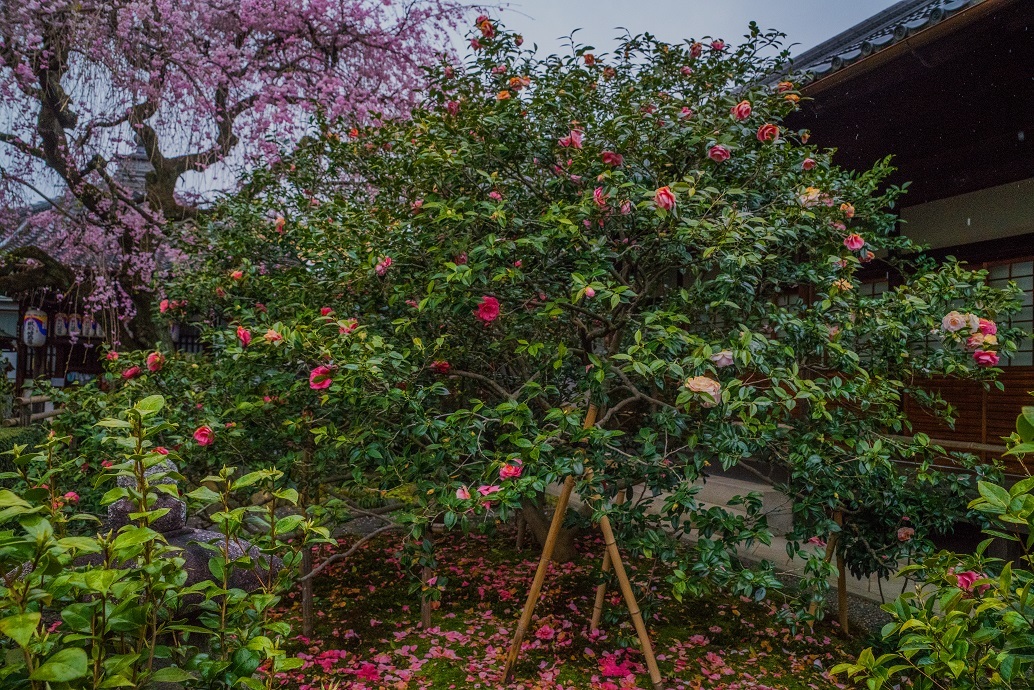 2019京都桜~地蔵院の枝垂れ桜_e0363038_13480000.jpg