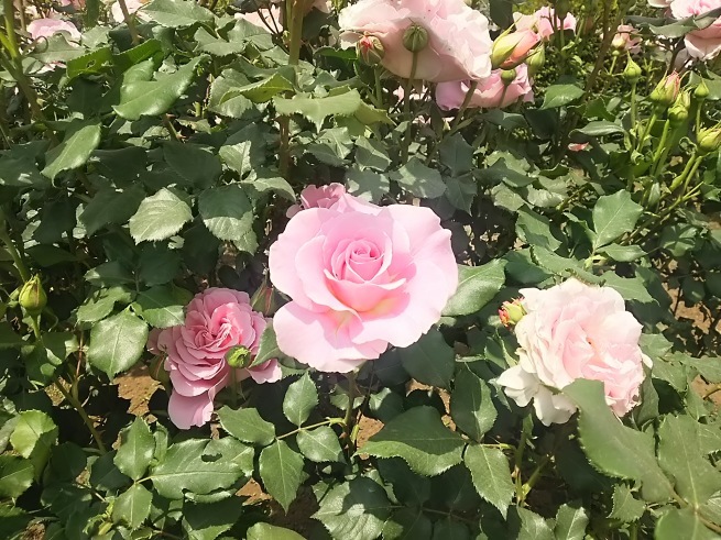 c0076939_23522802.jpg