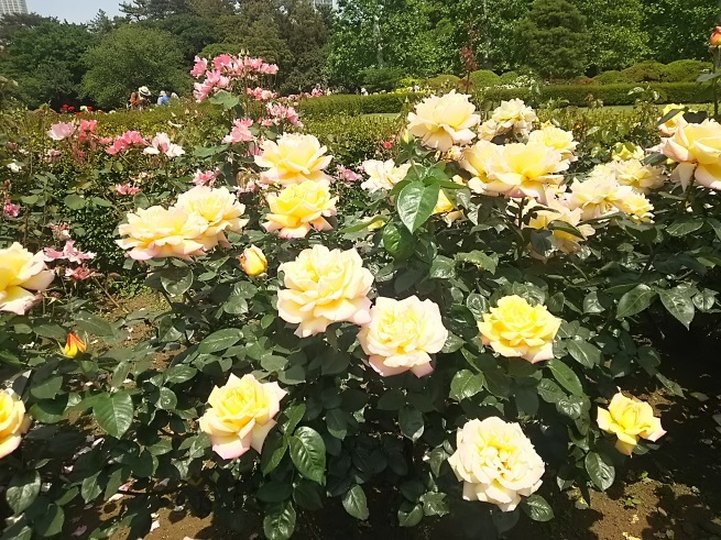 c0076939_23553117.jpg