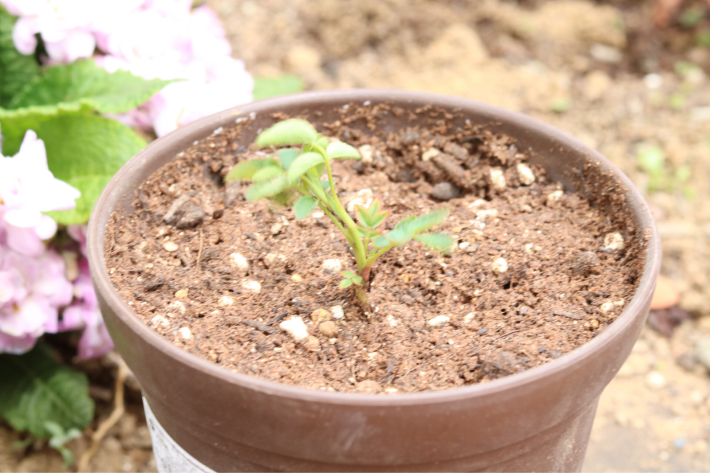 バラの実生 ヒューケラの株分け My Small Garden Sugar Plum バラの実生 ヒューケラの株分け My Small Garden Sugar Plum