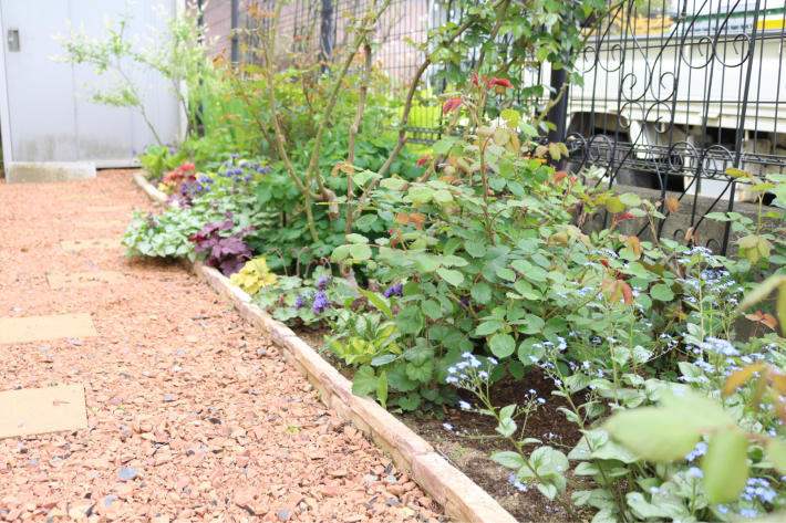 バラの実生 ヒューケラの株分け My Small Garden Sugar Plum バラの実生 ヒューケラの株分け My Small Garden Sugar Plum