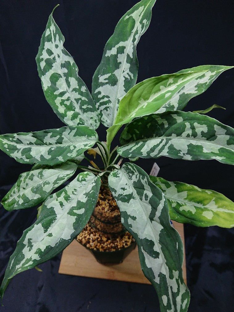 Aglaonema pictum “しるば〜らいん” 【LA0816-03j】 : 癒やしの