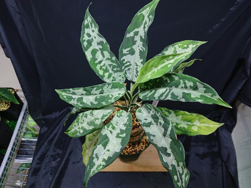 Aglaonema pictum “しるば〜らいん” 【LA0816-03j】 : 癒やしの Aglaonema pictum “しるば〜らいん” 【LA0816-03j】 : 癒やしの
