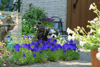 c0145250_08313219.gif