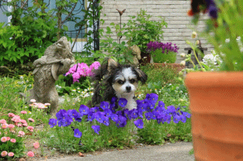 c0145250_09522461.gif