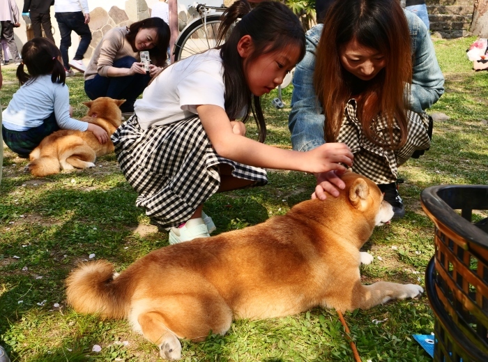 　　この春、和歌山城公園で出合った犬たち　　２０１９-０５-１７　００：００ 　　_b0093754_18392821.jpg