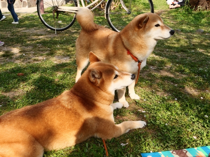 　　この春、和歌山城公園で出合った犬たち　　２０１９-０５-１７　００：００ 　　_b0093754_18394166.jpg