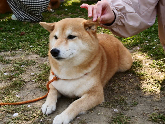 　　この春、和歌山城公園で出合った犬たち　　２０１９-０５-１７　００：００ 　　_b0093754_18401589.jpg
