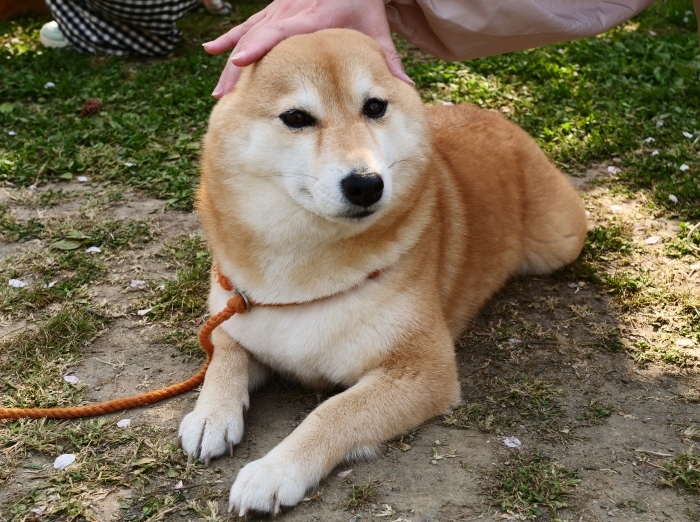 　　この春、和歌山城公園で出合った犬たち　　２０１９-０５-１７　００：００ 　　_b0093754_18402786.jpg