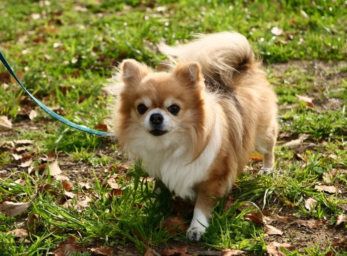 　　この春、和歌山城公園で出合った犬たち　　２０１９-０５-１７　００：００ 　　_b0093754_18404887.jpg
