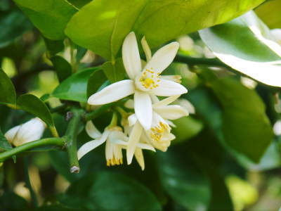 種なしかぼす 花咲く様子(2019) 今年も農薬を使用せず元気に育てます!_a0254656_15030328.jpg