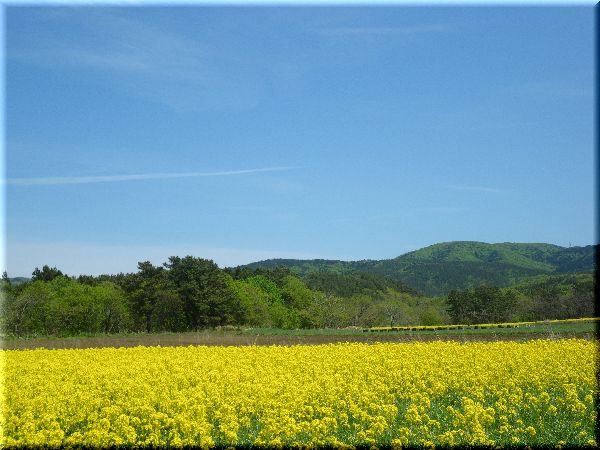 青い空と海そして黄色の菜の花_c0024861_10522486.jpg