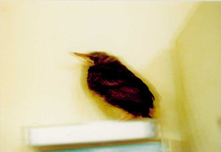 ひよどりの恩返し 駄猫と本の部屋 ぶらん亭