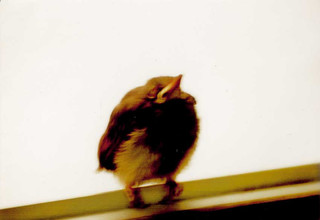 ひよどりの恩返し 駄猫と本の部屋 ぶらん亭