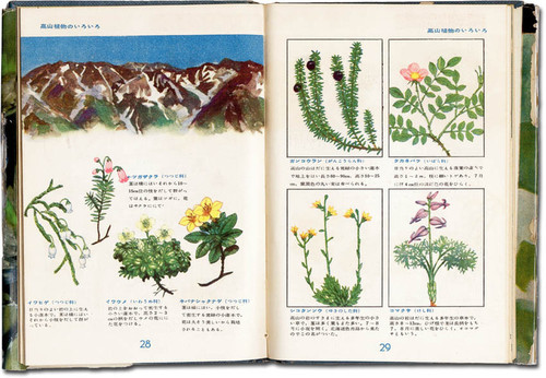 古い植物図鑑　他セット 古い植物図鑑 他セット （古い図鑑 : 駄猫と本の部屋 ぶらん亭）