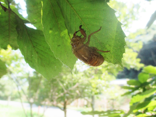 夏の虫 駄猫と本の部屋 ぶらん亭 夏の虫 駄猫と本の部屋 ぶらん亭