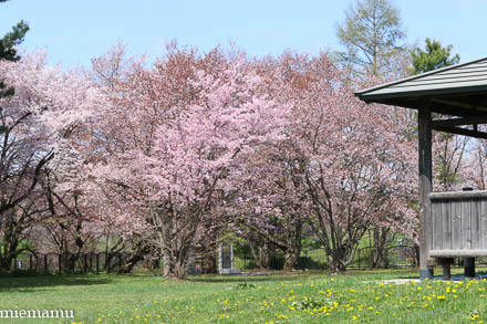 聖台ダムの桜VOL.3~令和元年5月_d0340565_19521392.jpg