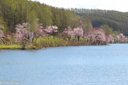 聖台ダムの桜VOL.3~令和元年5月_d0340565_19522311.jpg
