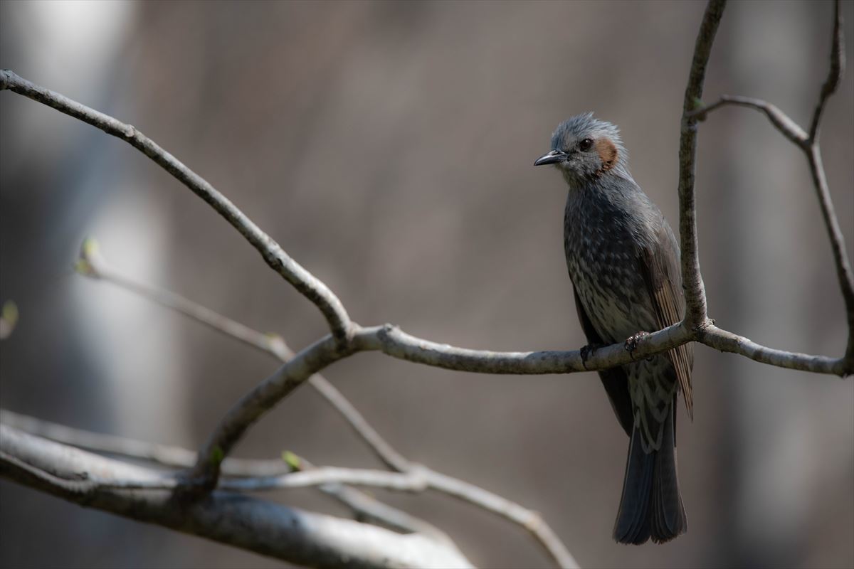 野鳥いろいろ_b0281366_21114449.jpg