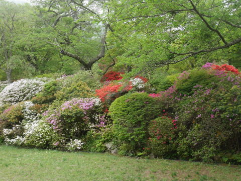 5月の箱根でツツジと新緑楽しむ5・12～13_c0014967_07171410.jpg