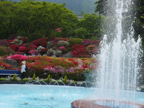 5月の箱根でツツジと新緑楽しむ5・12～13_c0014967_07175271.jpg