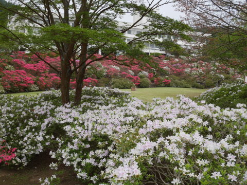 5月の箱根でツツジと新緑楽しむ5・12～13_c0014967_07184401.jpg
