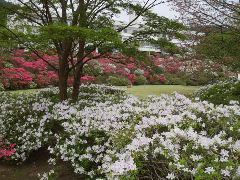 5月の箱根でツツジと新緑楽しむ5・12～13_c0014967_07184401.jpg