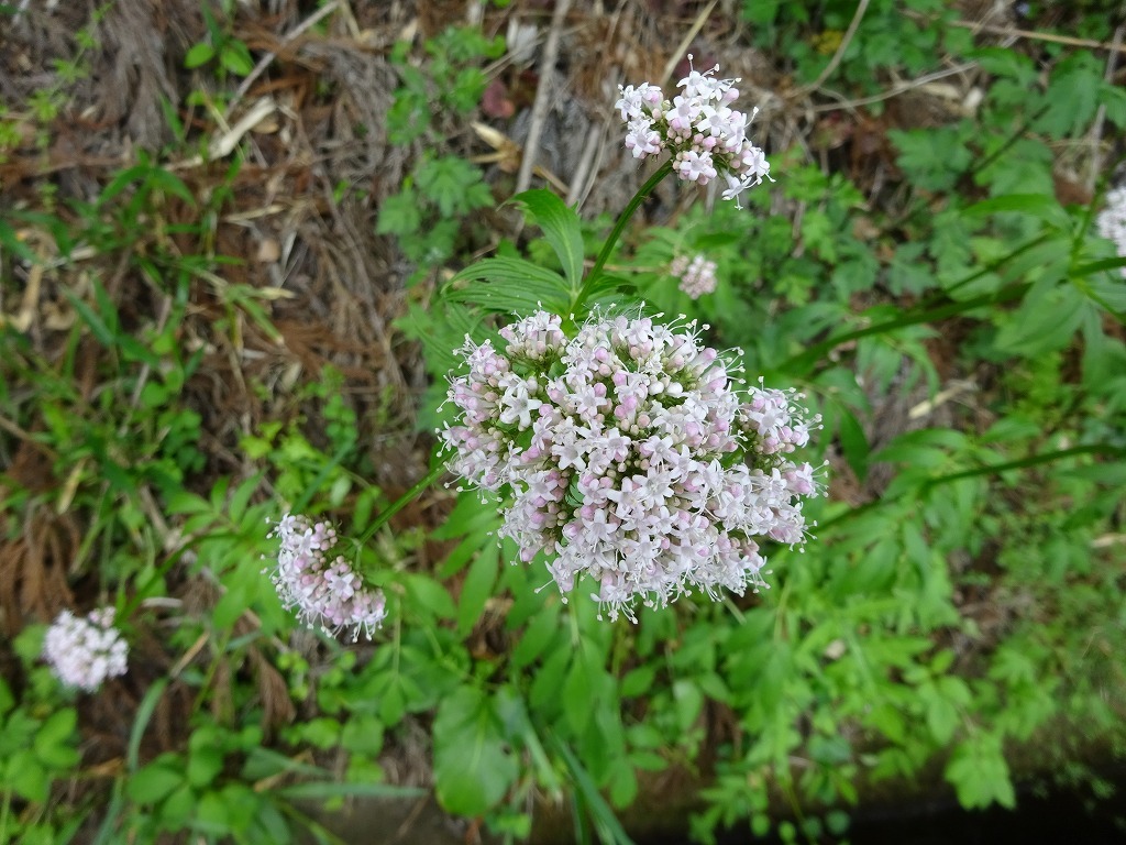 d0340681_22523918.jpg