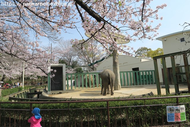 ２０１９年４月　王子動物園　その１　お花見_a0052986_7131846.jpg