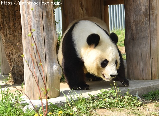 ２０１９年４月　王子動物園　その１　お花見_a0052986_71676.jpg