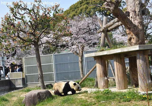 ２０１９年４月　王子動物園　その１　お花見_a0052986_7171976.jpg