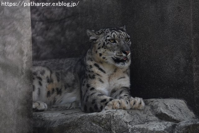 ２０１９年４月　王子動物園　その１　お花見_a0052986_725383.jpg