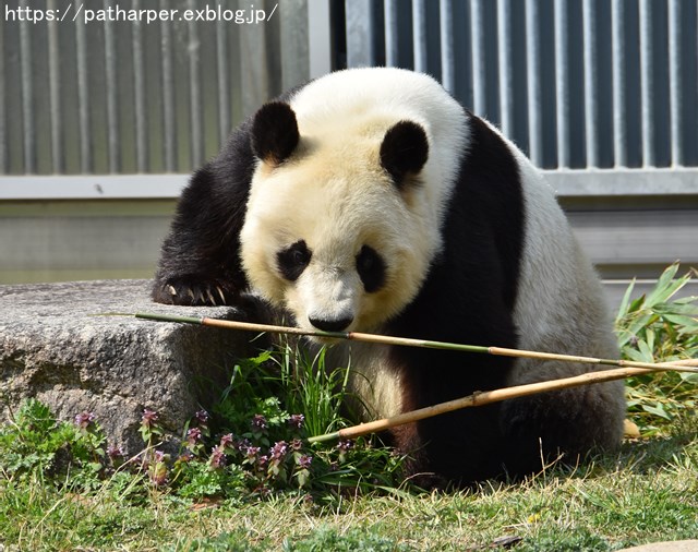 ２０１９年４月　王子動物園　その１　お花見_a0052986_7301388.jpg